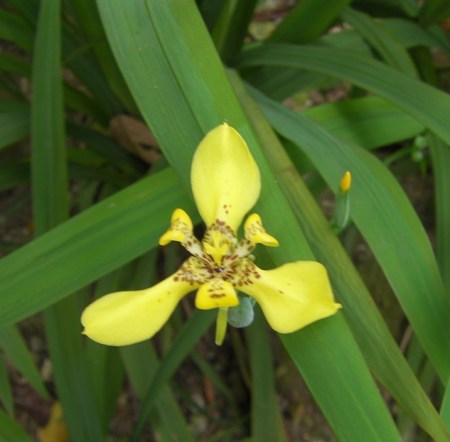 yellow yellow iris-like bloom