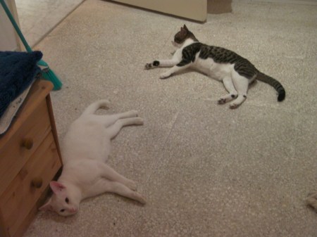 two cats laying on the floor