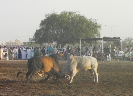 Bull Butting - April two bulls butting heads