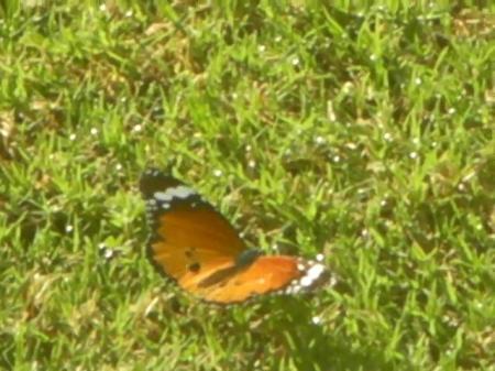 Orange butterfly with black and white markings