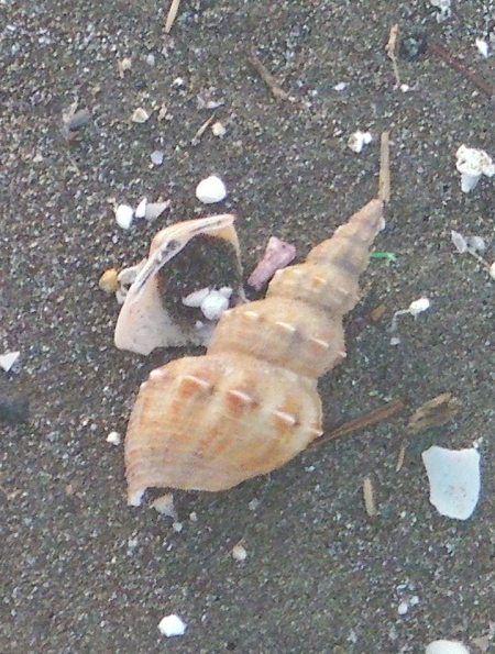 Fujairah shell spiral cone shaped shell on the beach