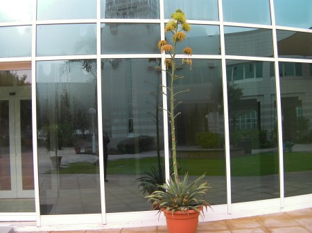 Stalk Flower 4