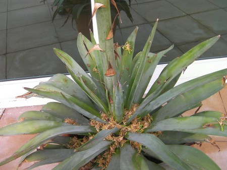 Stalk Flower 6 seed pods at base of plant