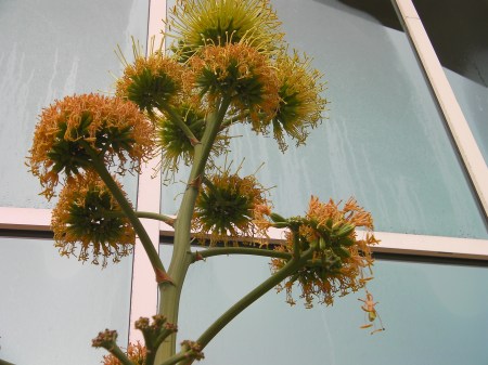 Stalk Flower 5 seed pods