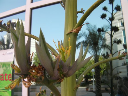 Stalk Flower 7 close up of secondary bloom