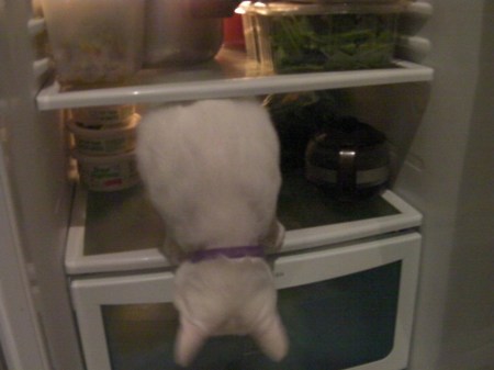 Oliver in the fridge cat in the refridgerator