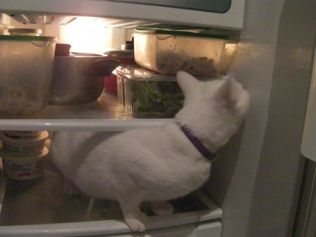 Oliver in the fridge cat in the refridgerator