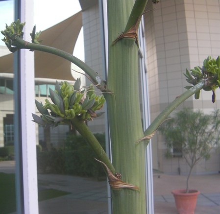 Stalk Flower 6.5 Bud clusters putting out leaves