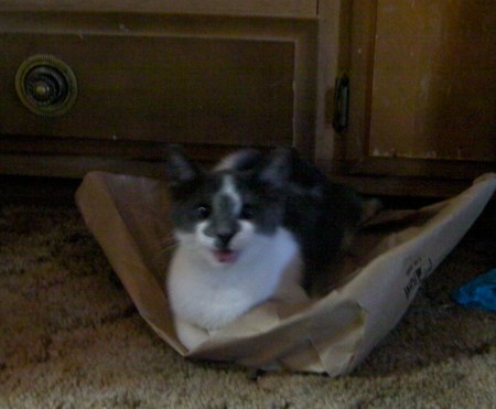 Mouse grey and white kitten