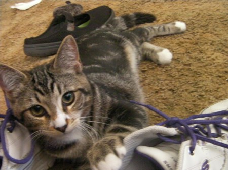 Other Oliver tabby cat
