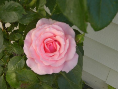 Pink rose pink rose