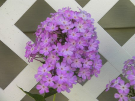 Purple phlox purple phlox