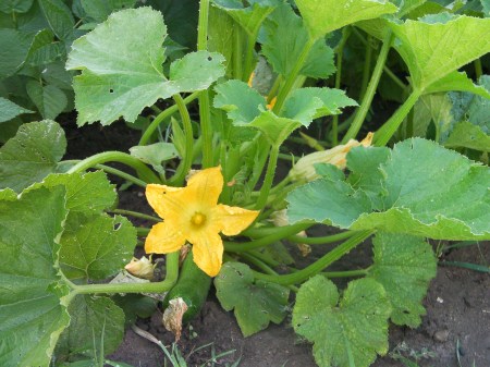 Zucchini zucchini squash plant with large yellow bloom