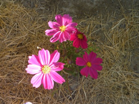 Pink daisy pink daisy