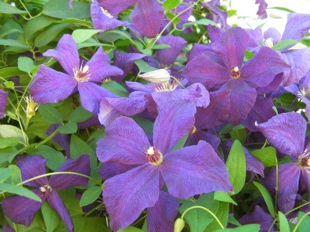 Climatis purple climatis
