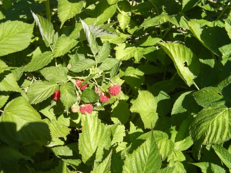 Raspberries raspberries on the bush