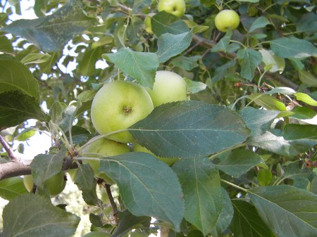 Apples apples in the tree