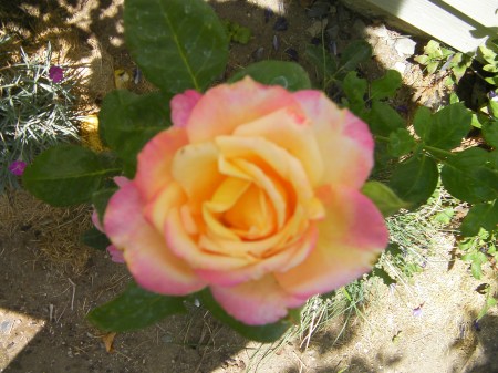 Peace rose peace rose