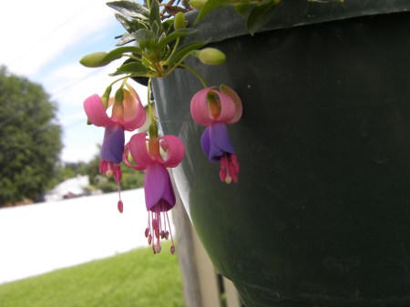 Bleeding hearts bleeding heart flowers