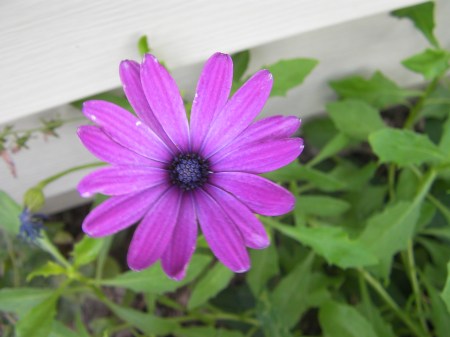 Purple daisy purple daisy