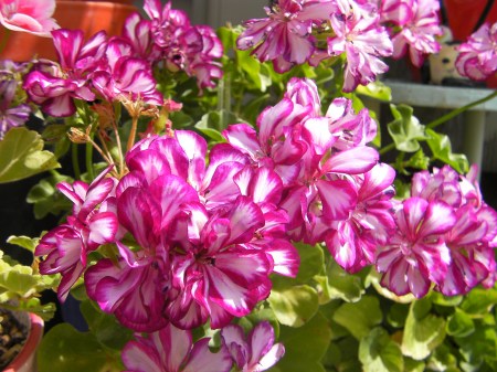 Striped geraniums pink striped geranium flowers
