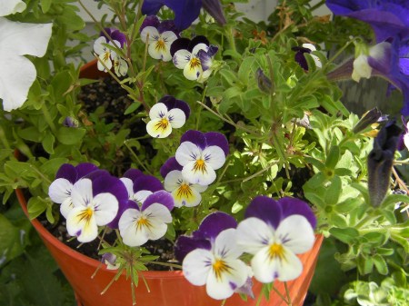Violets violet flowers