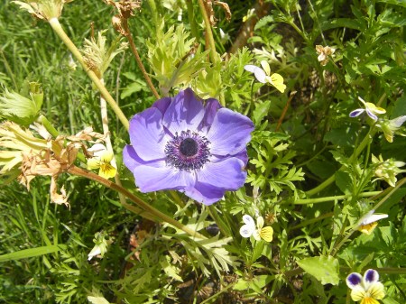 Unknown flower blue flower with ten petals