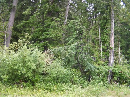 Government Camp green forrest with thick underbrush