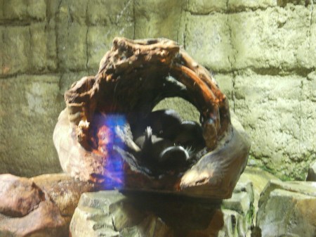 otters otters sleeping in a hollow log