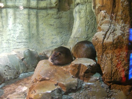 nutria large furry animals