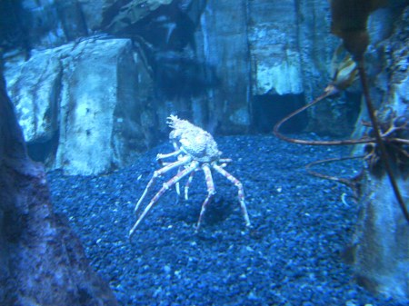 crab large long legged crab