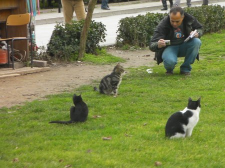 Cat photographer man photographing three cats