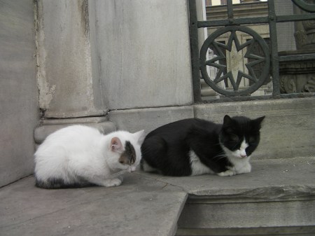 Graveyard kitties two kittens
