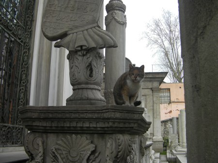 Graveyard kitty tabby calico mix cat