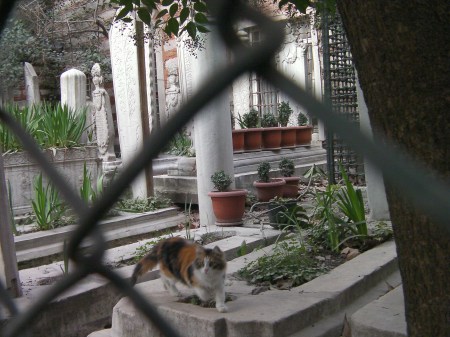 long haired calico with large orange and black spots