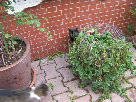 tortoise shell calico cat hiding behind a potted plant