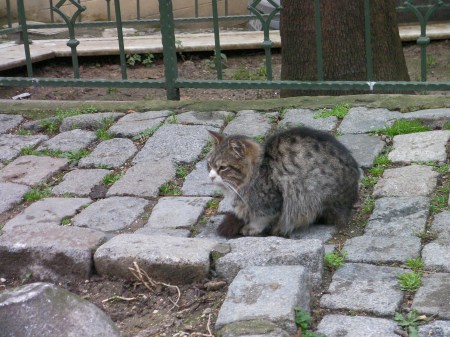 long haired grey tabby