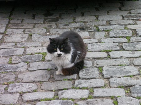 long haired black and white cat