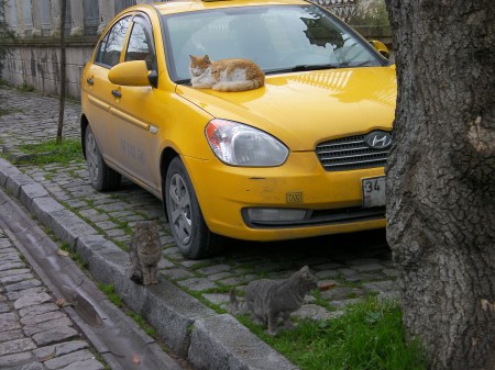 a yellow and white cat curled up on a yellow cab