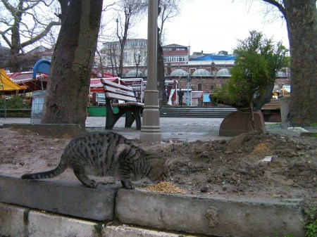 grey tabby