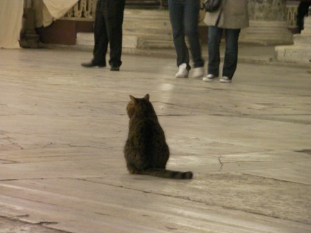 grey tabby inside the Hagia Sophia