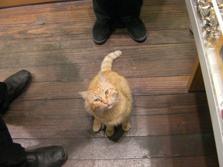 orange tabby