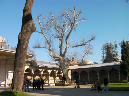 large tree