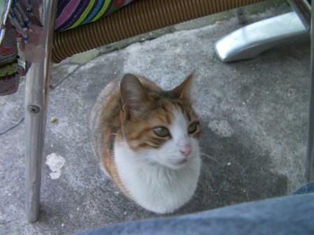 tabby cat