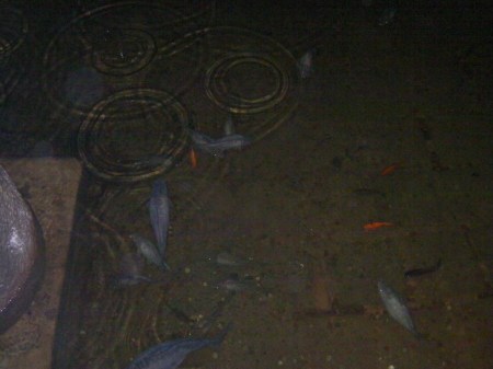 fish in the cistern water