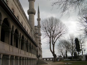 old growth tree outside the Blue Mosque