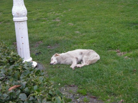 white dog napping on grass
