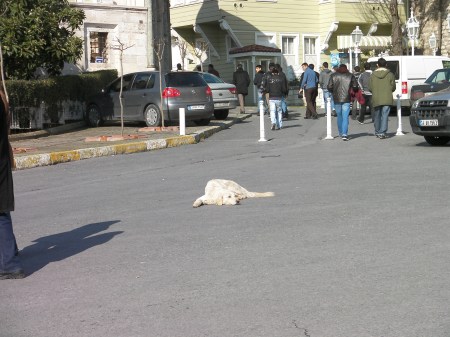 white dog napping in the middle of a road