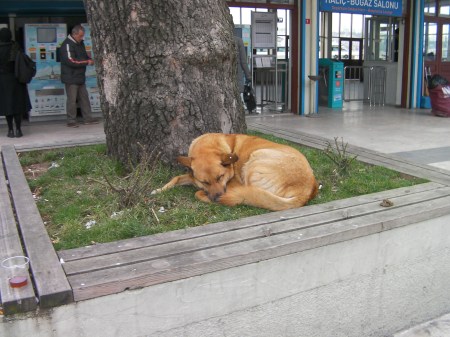 large yellow dog napping under a tree