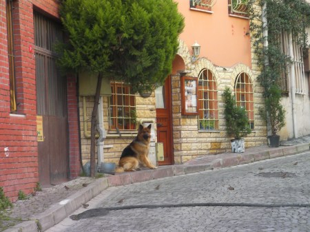 German shepherd  